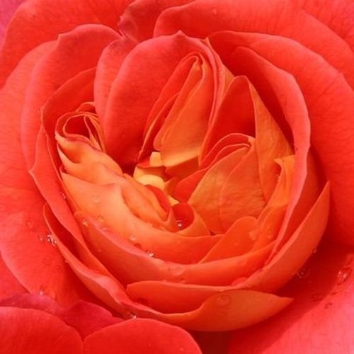 Růže eshop - Rosa  Gebrüder Grimm® - bez vůni - Stromkové růže, květy kvetou ve skupinkách - oranžová - W. Kordes & Sons - stromková růže s keřovitým tvarem koruny - -